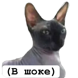 🫥 emoji Cats by https://t.me/Um_Bilal_111  fStikBot Telegram sticker 8 of 11