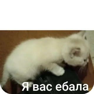 🐱 emoji скинь ножки. Telegram sticker 1 of 41