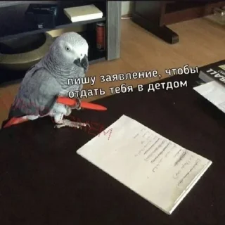Sticker from Папуги