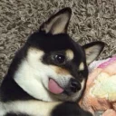 😋 emoji пёсы Telegram sticker 16 of 38