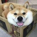 😛 emoji пёсы Telegram sticker 9 of 38