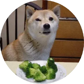 Sticker from Shiba @stickersb2b