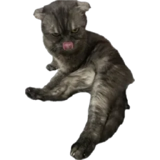 Sticker from Кошка Соня