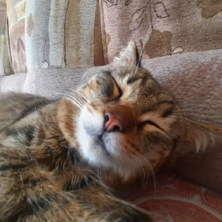 👧 emoji 8а клас топ типо пон Telegram sticker 14 of 56