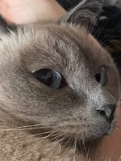 👀 emoji чами лучший котик Telegram sticker 15 of 35