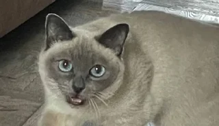 😮 emoji чами лучший котик Telegram sticker 18 of 35