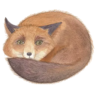🦊 emoji Ника Кот Telegram sticker 6 of 57