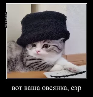 🧍 emoji Больше стикеров 👉🏻 @stickertg4 Telegram sticker 11 of 50