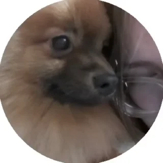 😱 emoji чёрный немец 🐶🇩🇪 Telegram sticker 2 of 61