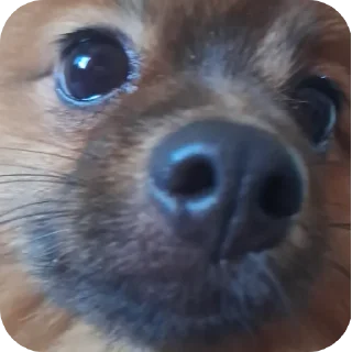 🙂 emoji чёрный немец 🐶🇩🇪 Telegram sticker 21 of 61