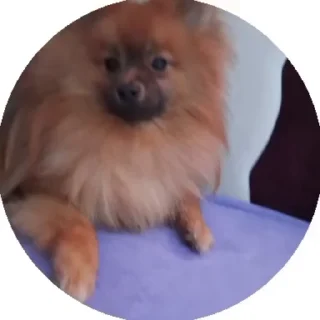 😮 emoji чёрный немец 🐶🇩🇪 Telegram sticker 10 of 61