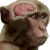 🧠 emoji discord.gg/skhodkaumnikov Telegram sticker 10 of 102