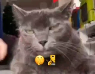 😍 emoji Хз не придумал 5 by @offstikbot Telegram sticker 11 of 44