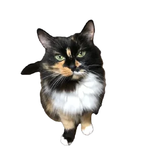 🫥 emoji Феня 🩷 Telegram sticker 16 of 29