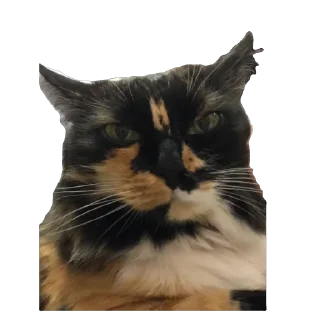 🫥 emoji Феня 🩷 Telegram sticker 7 of 29