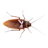 🥹 emoji ТАРАКАНЧІКІ ➡️ @Ctikerubot Telegram sticker 2 of 9