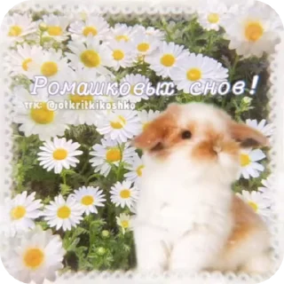 Sticker from http://t.me/addstickers/Goodni