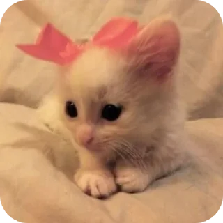 🐱 emoji Мягкие всратыши @meowkyit 1 Telegram sticker 20 of 30