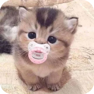 🐱 emoji Мягкие всратыши @meowkyit 1 Telegram sticker 18 of 30