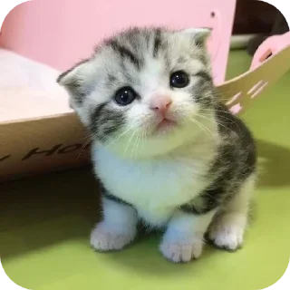 🐱 emoji Мягкие всратыши @meowkyit 1 Telegram sticker 10 of 30