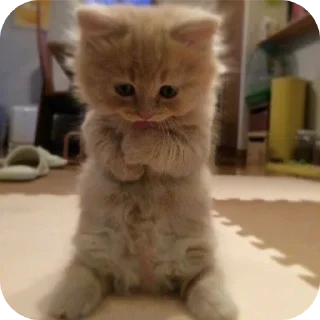 🐱 emoji Мягкие всратыши @meowkyit 1 Telegram sticker 8 of 30