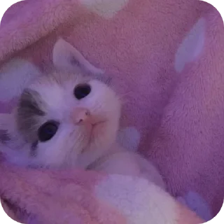 🐱 emoji Мягкие всратыши @meowkyit 1 Telegram sticker 24 of 30