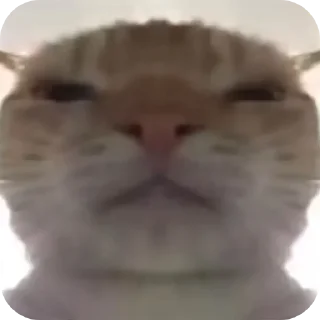 🐱 emoji Нуда @Unni9ue Telegram sticker 9 of 20