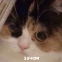 😐 emoji Забавные животные (@safthome) Telegram sticker 12 of 119