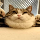 😐 emoji Забавные животные (@safthome) Telegram sticker 19 of 119