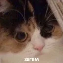 😐 emoji Забавные животные (@safthome) Telegram sticker 13 of 119