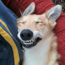 😁 emoji Забавные животные (@safthome) Telegram sticker 17 of 119