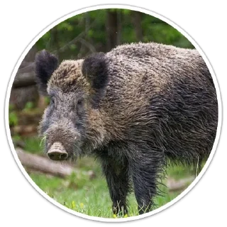 🐗 emoji сус скрофы Telegram sticker 18 of 18