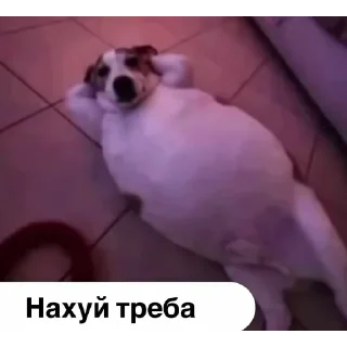 🙂 emoji замість тисячі слів Telegram sticker 9 of 120