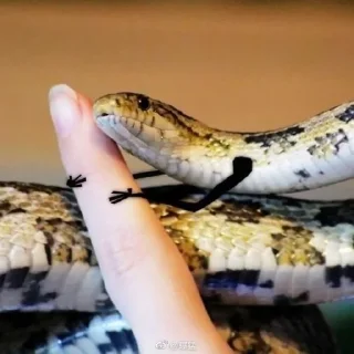 Sticker from Snake @Llcloud