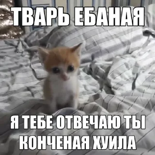 🙈 emoji китики dy psyho ➡️ @Ctikerubot Telegram sticker 16 of 32