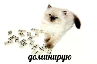 😜 emoji китики dy psyho ➡️ @Ctikerubot Telegram sticker 22 of 32