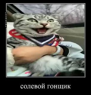 🧂 emoji Йа ЙиБеЛяН (типо кадет) Telegram sticker 19 of 106