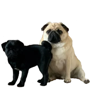 😑 emoji @pug_leonid Telegram sticker 8 of 34