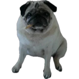 🧐 emoji ФросяПак Telegram sticker 2 of 21
