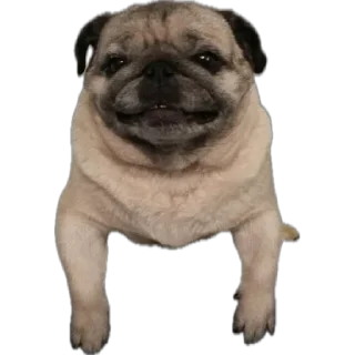 😁 emoji ФросяПак Telegram sticker 7 of 21
