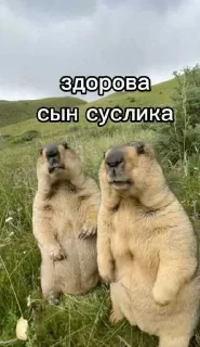 👋 emoji Лесная братва ➡️ @Ctikerubot Telegram sticker 2 of 14
