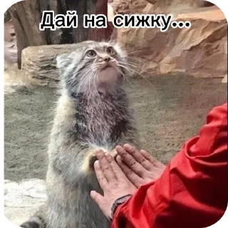 ✋ emoji Лесная братва ➡️ @Ctikerubot Telegram sticker 14 of 14