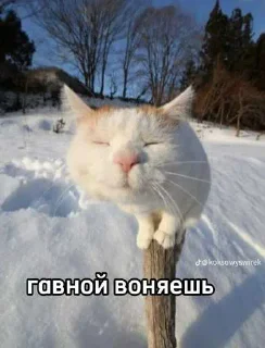 🙈 emoji Лесная братва ➡️ @Ctikerubot Telegram sticker 10 of 14