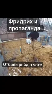😜 emoji Национал - сионист чат by мойша ➡️ @Ctikerubot Telegram sticker 13 of 25