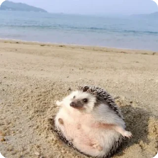 🙂 emoji йожык Telegram sticker 12 of 100