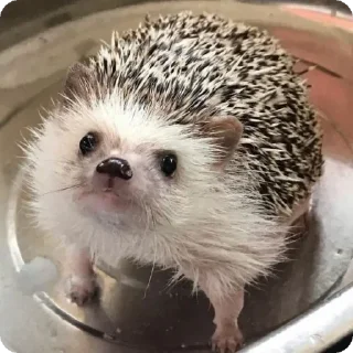 🤔 emoji йожык Telegram sticker 15 of 100