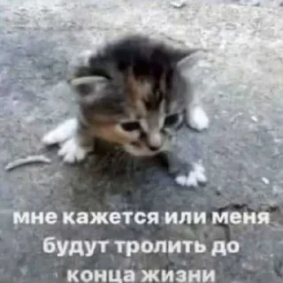 😐 emoji Коты ➡️ @Ctikerubot Telegram sticker 10 of 18