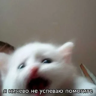 😧 emoji Коты ➡️ @Ctikerubot Telegram sticker 7 of 18