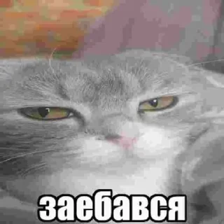Sticker from Кабан