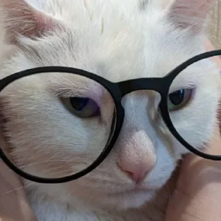 Sticker from I believe in Murchik supremacy